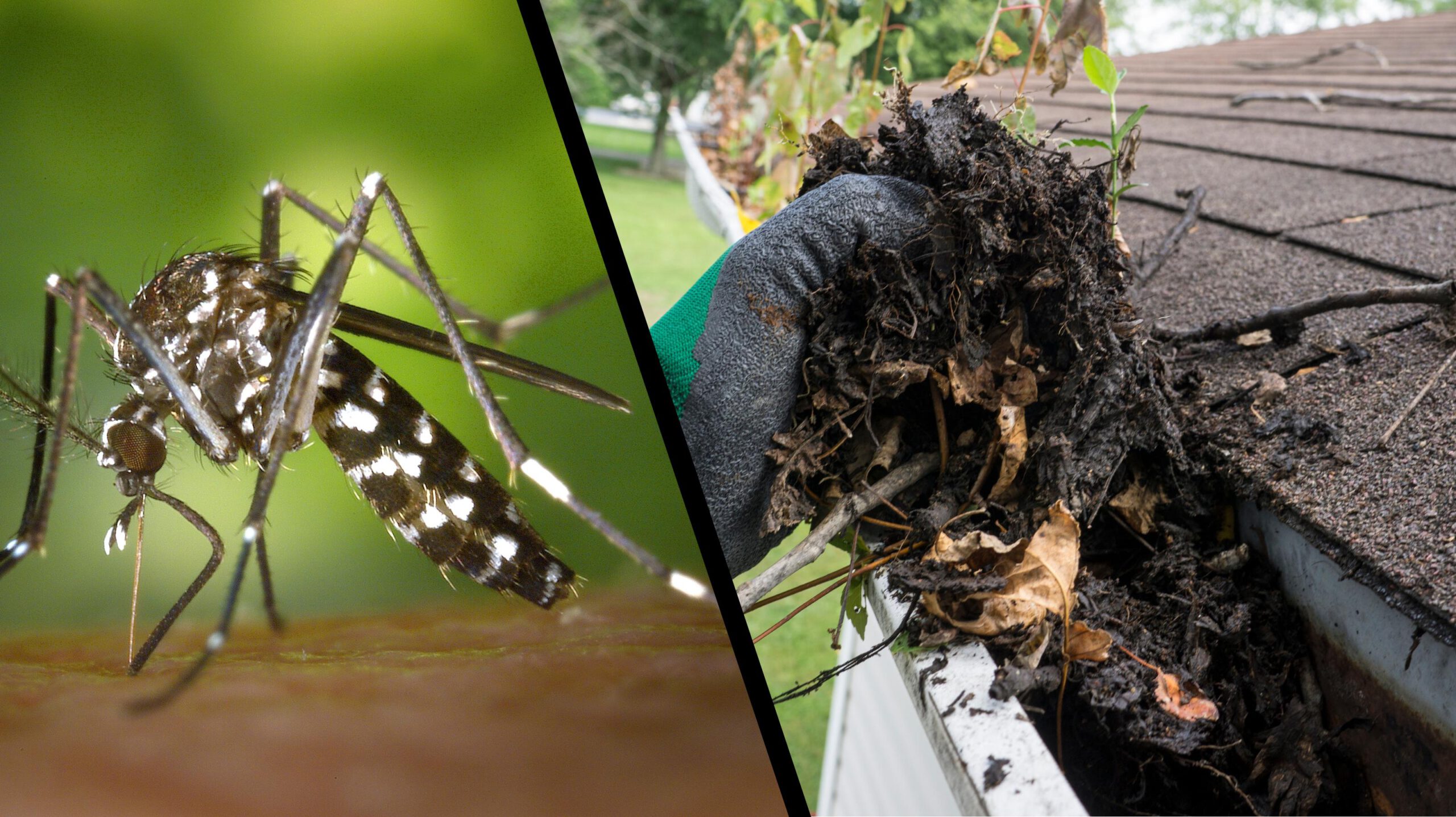 The Importance of Regular Gutter Cleaning and Roof Washing: Protecting Your Home from Mosquitoes and Prolonging Your Roof’s Lifespan